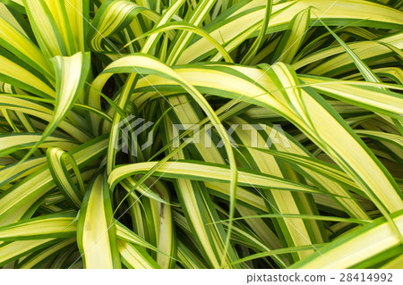 Chlorophytum bichetil ( Karre ) Backe Chlorophytum bichetil ( Karre ) Backe 28414992