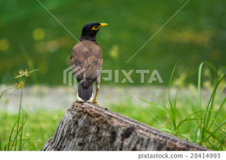 mynah and garden 28414993