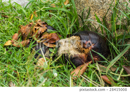 fruit of sugar palm tree fruit of sugar palm tree 28415008