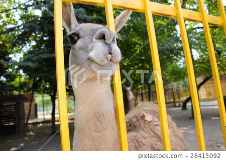 Lama in a zoo. Crimea. summer Lama in a zoo. Crimea. summer 28415092