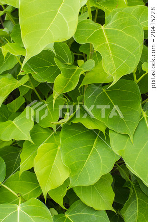 branches and leaves branches and leaves 28415228