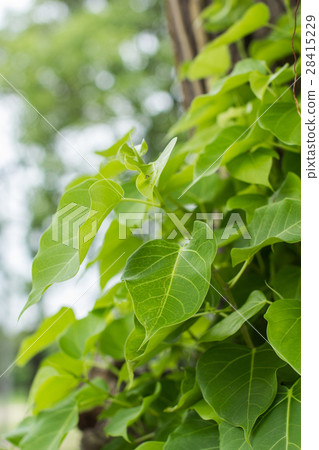 branches and leaves branches and leaves 28415229