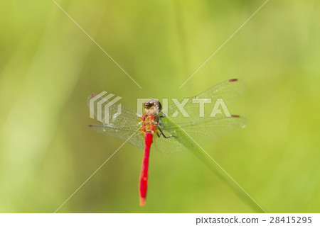 紅蜻蜓 紅蜻蜓 28415295