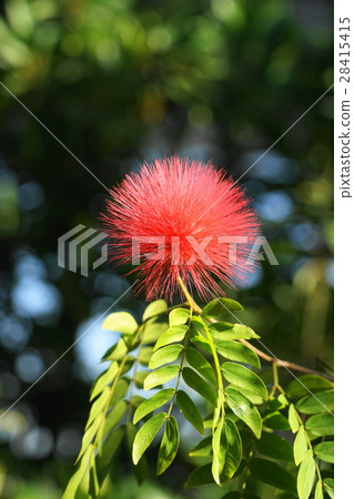 January tropical plant Cali Andorra and legume 30 28415415