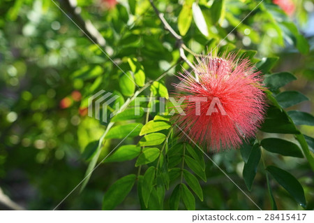 1月熱帶植物卡利安道爾和豆科植物32 28415417