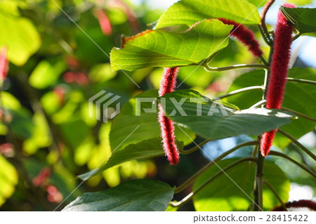 January tropical plant Benihimonoki · Euphorbiaceae 09 January tropical plant Benihimonoki · Euphorbiaceae 09 28415422