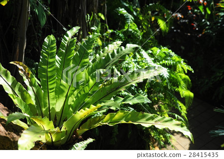 January foliage plants Ootaniwatari · Chasensidae family 29 28415435