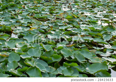 group of lotus leaves group of lotus leaves 28415633