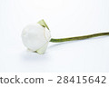 flowers and faith 28415642