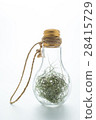 Tillansia usenoides L. in bulb 28415729