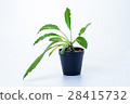 DORSTENIA FOETIDA on white background 28415732
