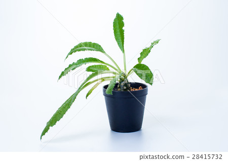 DORSTENIA FOETIDA on white background 28415732