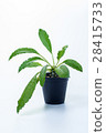 DORSTENIA FOETIDA on white background 28415733