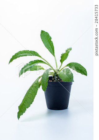 DORSTENIA FOETIDA on white background DORSTENIA FOETIDA on white background 28415733