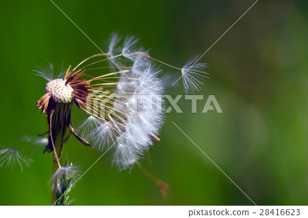 dandelions dandelions 28416623