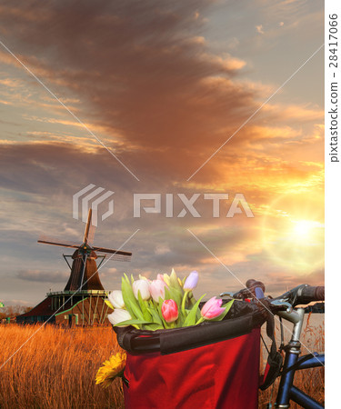 Windmills in Zaanse Schans, Amsterdam, Holland Windmills in Zaanse Schans, Amsterdam, Holland 28417066