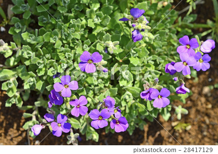 Aubria Aubria 28417129