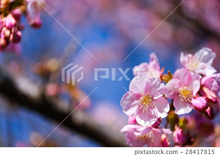 Kawazu Sakura (41) Kawazu Sakura (41) 28417815