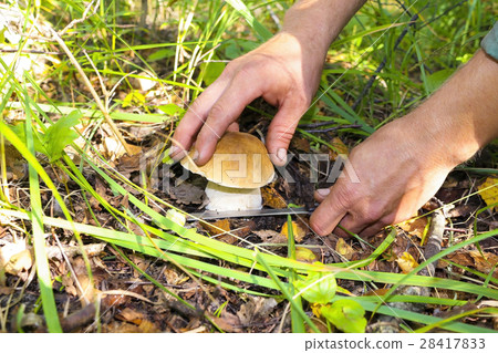 A young man cuts a white mushroom with a knife. 28417833