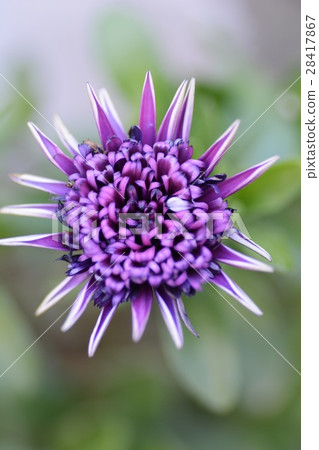 Dimorpho Seca 28417867