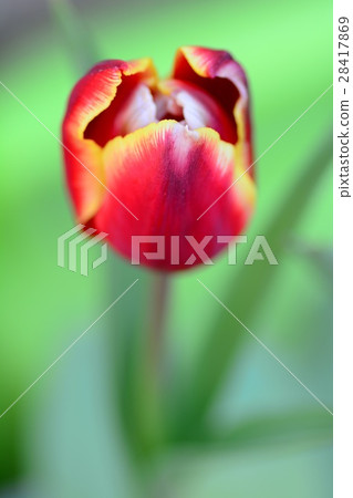 Up tulips Up tulips 28417869