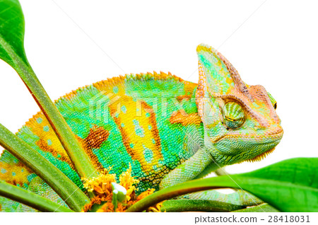 One Yemen chameleon One Yemen chameleon 28418031