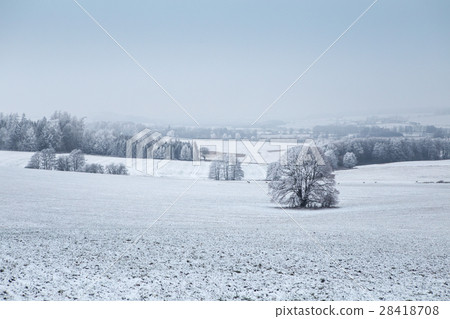 Winter landscape with frozen trees in field 28418708