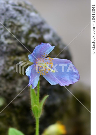 Mekonopsis·Betoniki folia 28418841