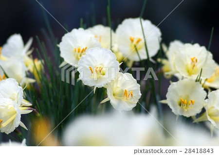 Narcissus Romie蠟狀 28418843