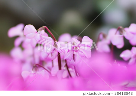 Cyclamen 28418848