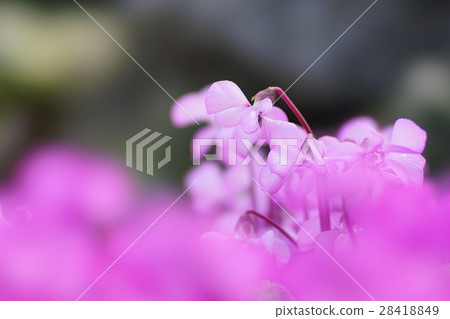 Cyclamen 28418849