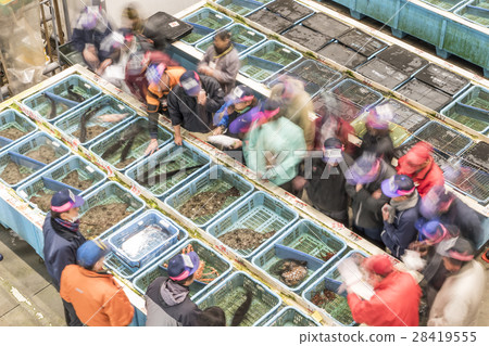Fish market bidding 28419555