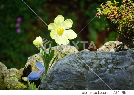 Mekonopsis·Cambrica Mekonopsis·Cambrica 28419604