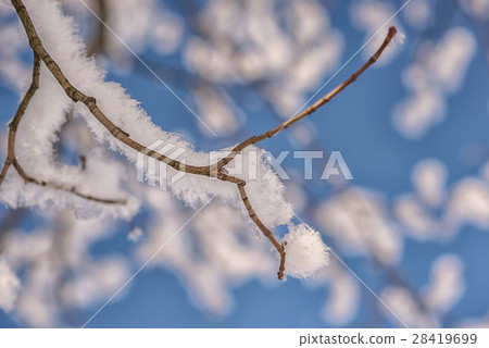 tree branch covered with snow, winter photography tree branch covered with snow, winter photography 28419699