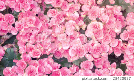 beautiful pink begonias in the garden, pastel color. beautiful pink begonias in the garden, pastel color. 28420957