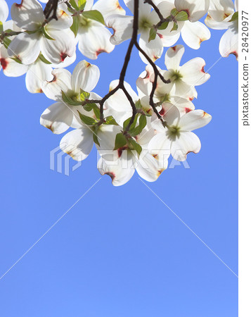 山茱萸白花 山茱萸白花 28420977