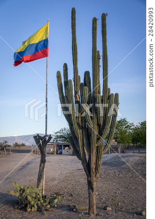 Colombian flag next to a huge cactus Colombian flag next to a huge cactus 28420993