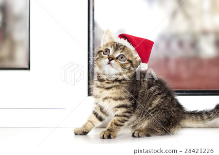 little kitten in Christmas hat on a window sill 28421226