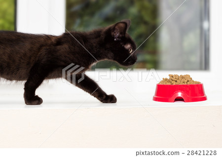 kitten on a window sill 28421228
