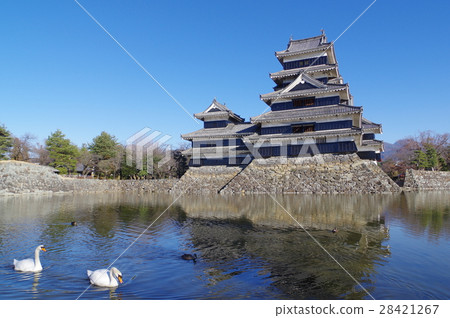 Shinshu national treasure Matsumoto castle and swans swimming in Uchibori (two birds) Horizontal Matsumoto Tourism center Existence 12 One of the temples 28421267