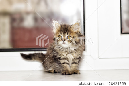 little kitten on a window sill 28421269