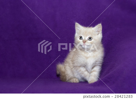 small cute kitten lying and looking 28421283