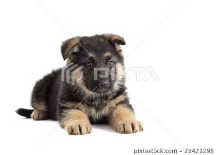 Puppy looking German Shepherd 28421298