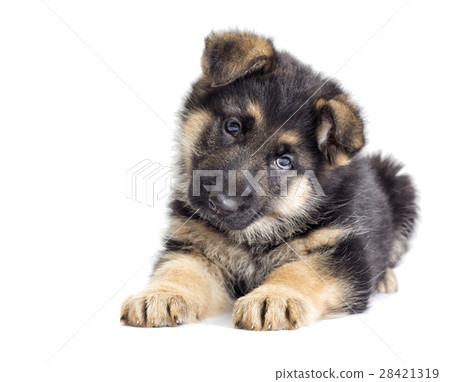 Puppy looking 28421319