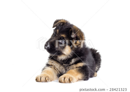 Puppy looking 28421323