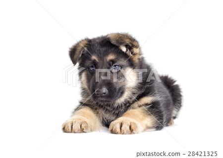 Puppy looking 28421325