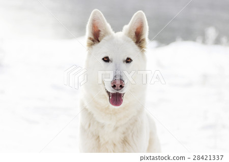 Swiss Shepherd Dog, looking Swiss Shepherd Dog, looking 28421337