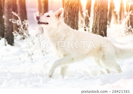 Shepherd Dog looking Shepherd Dog looking 28421381
