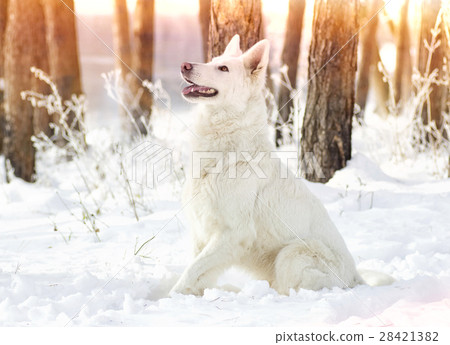 Shepherd Dog looking 28421382