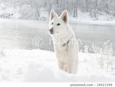 white Swiss Shepherd Dog, looking 28421399